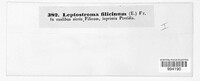 Cryptomycina pteridis image